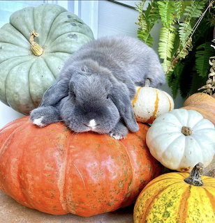 Gray lop-eared buny resting on a large orange pumpkin surrounded by various colorful pumpkins