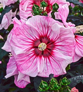 Large pink and white hibiscus flowers with dark red centers and green buds