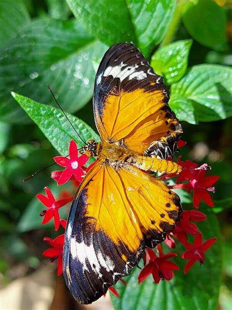 Orange and black butterfly perched on red flowers with green leaves in the background