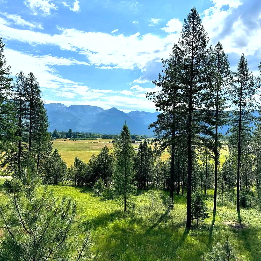 Pine trees frame a mountain valley with golden fields and distant blue peaks under a cloudy sky