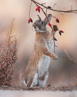 Squirrel Reaching for Berries