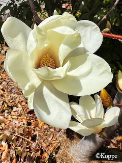 Large white magnolia flower with creamy center and multiple petals blooming outdoors among wood chips