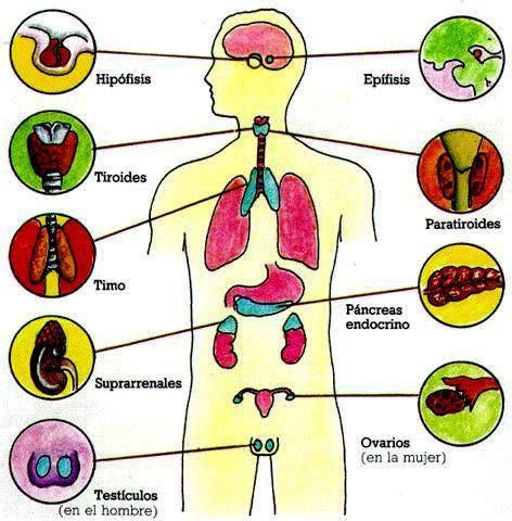 Anatomical diagram of human body showing endocrine glands with Spanish labels and connecting lines