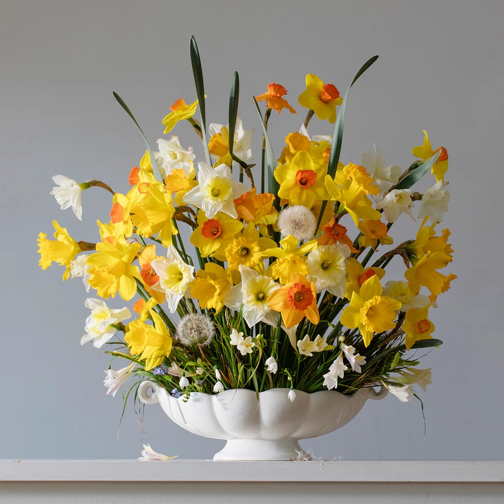 Yellow and white daffodils in white pedestal vase on gray background