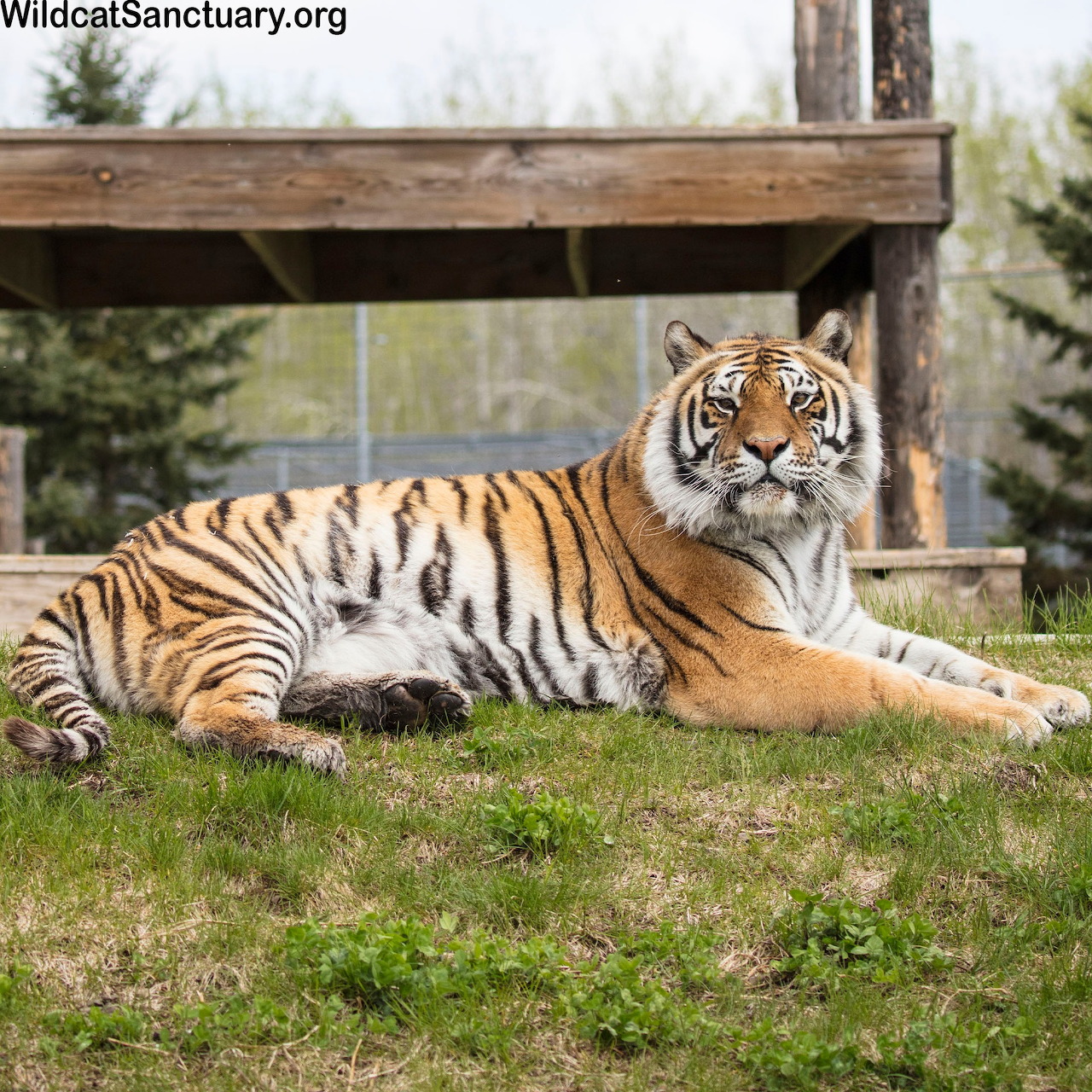 Orange and black striped tiger resting on grass in front of wooden shelter at sanctuary