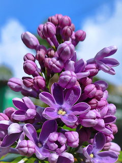 Close-up of purple lilac flower cluster blooming against blue sky