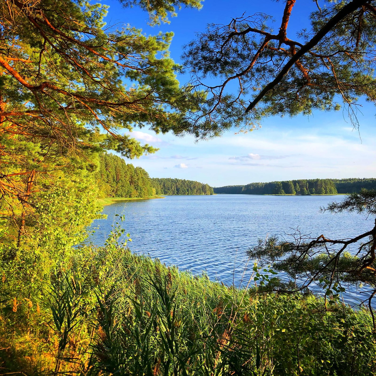 Scenic view of a calm lake surrounded by pine trees and green vegetation under blue sky