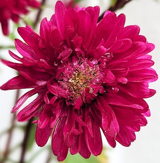 Close-up of a red-pink aster flower with layered petals and a detailed center