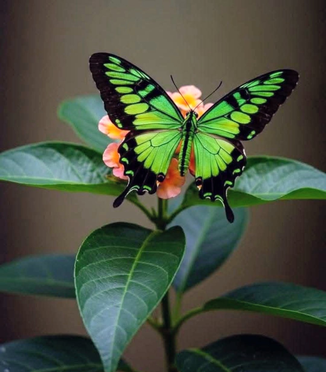 Green and black butterfly perched on small orange flowers above broad green leaves