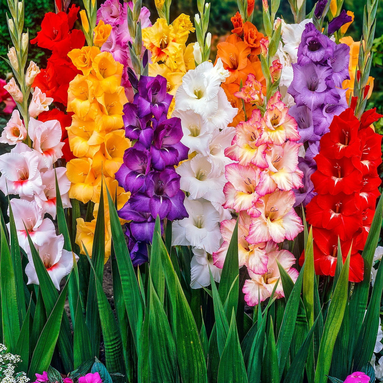Colorful Gladiolus Flowers