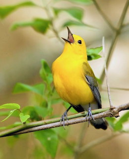 Bright yellow prothonotary warbler perched on a branch with green leaves