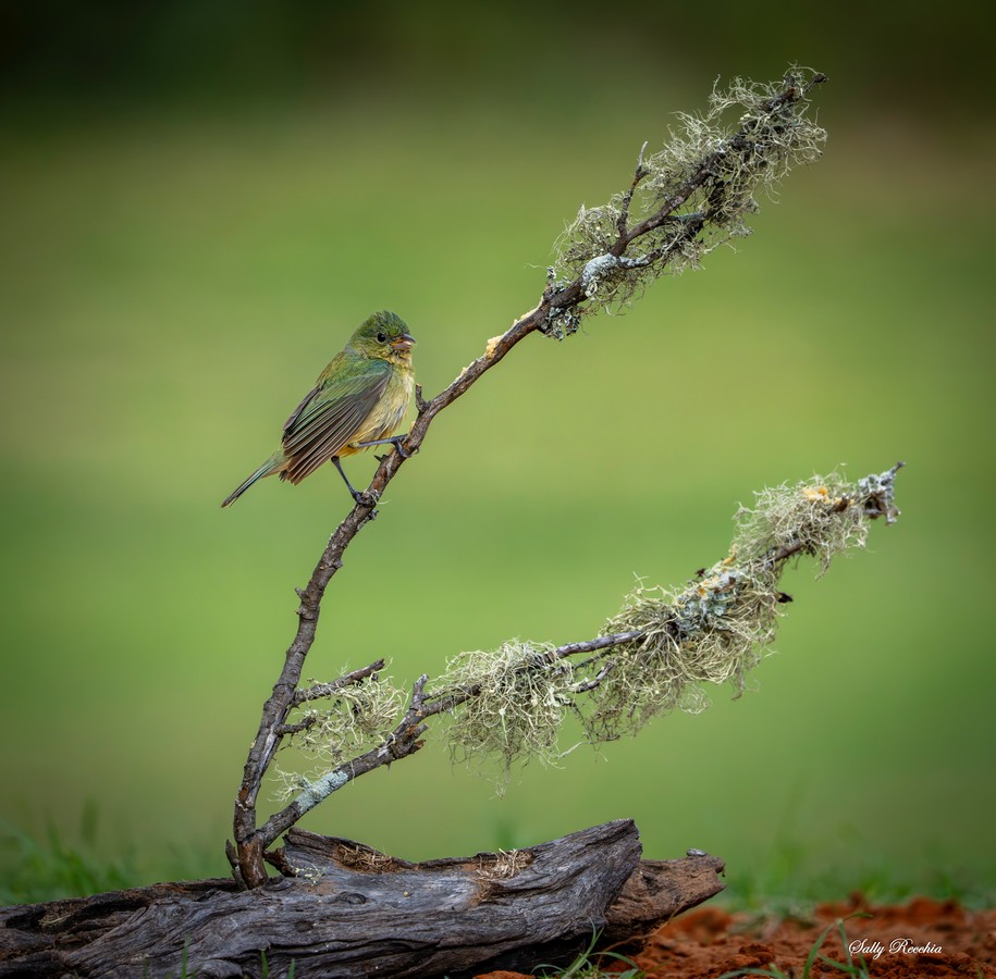 Small bird perched on a curved branch covered in white lichen against a blurred green background