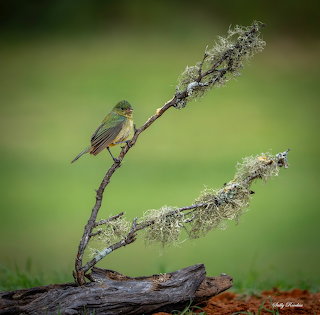 Small Bird on Lichen Branch