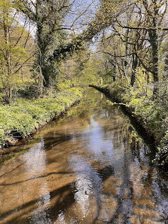 Woodland Stream in Spring