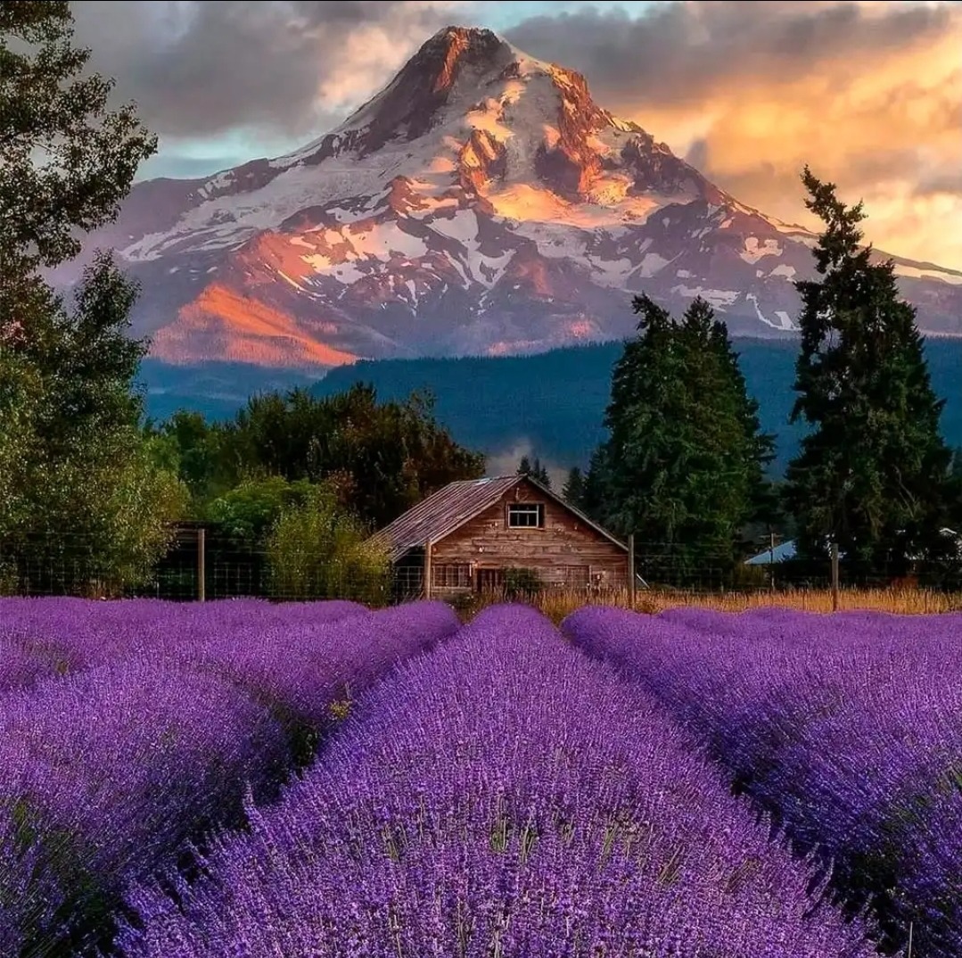 Purple lavender field with a rustic cottage and a snow-capped mountain at sunset
