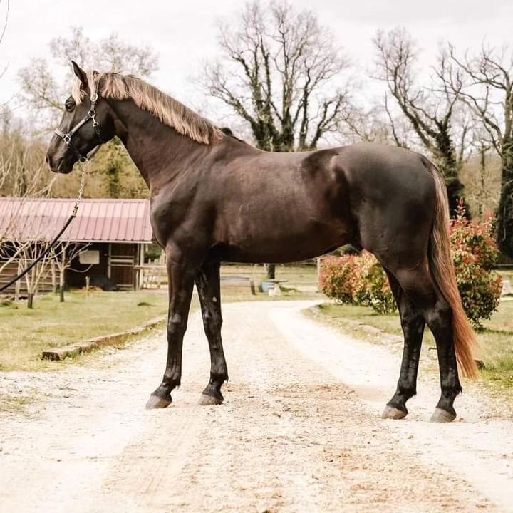 Chestnut horse standing on a dirt path beside farm buildings and bare trees