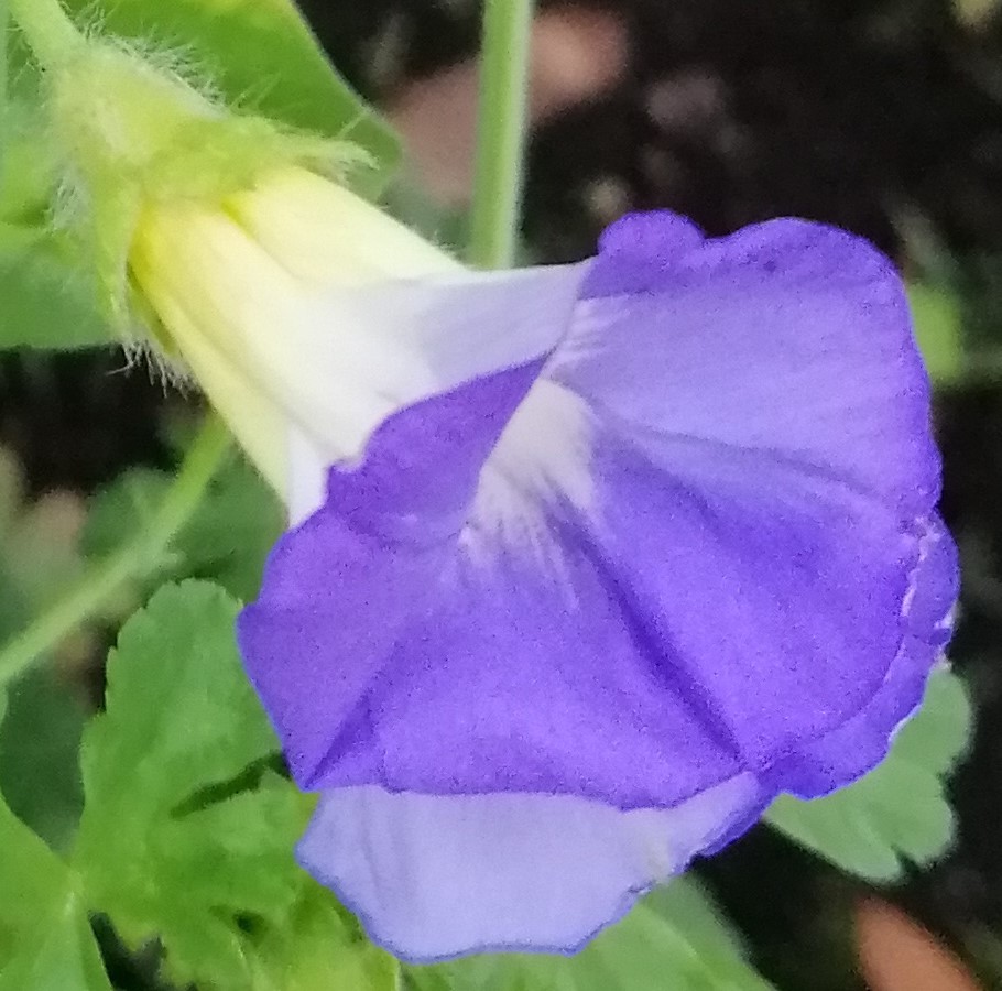 Blue Morning Glory Flower