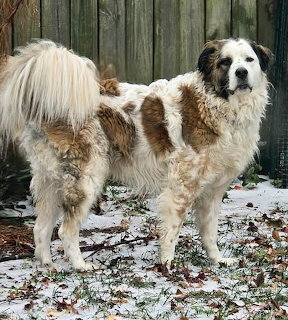 White and brown Great Pyrenees mix dog standing on snow-covered ground in front of wooden fence