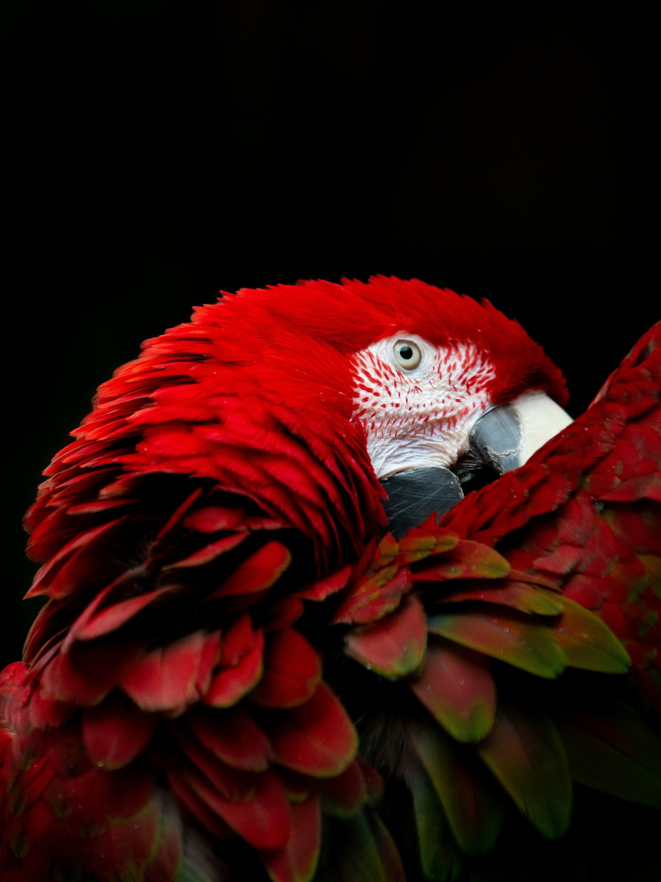 Red Macaw Closeup