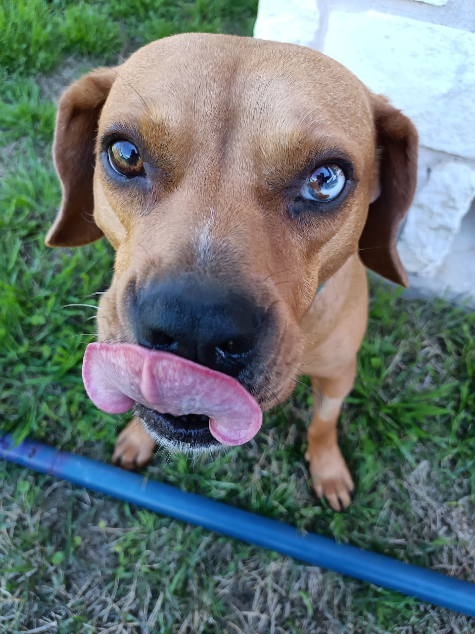 Brown dog with blue eyes holding pink bone toy while looking up at camera