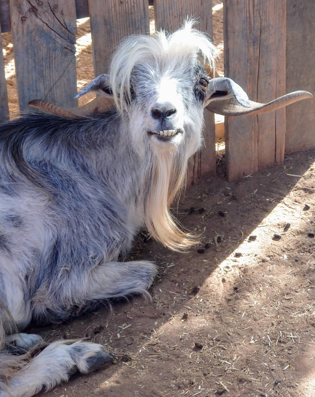 Shaggy gray-and-white goat lying beside a wooden fence on dusty ground