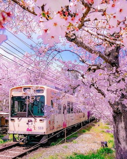 Train Through Cherry Blossoms