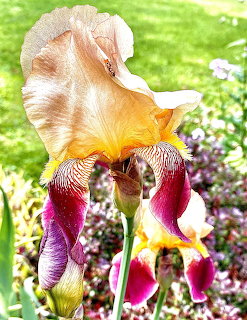 Garden Iris Flower