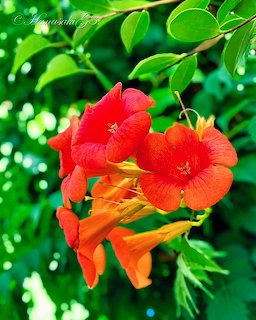 Trumpet Vine Flowers