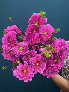 Hand holding a bouquet of bright pink dahlia flowers against a dark teal background