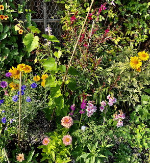 Colorful garden bed with dahlias, zinnias, salvia and grapevine foliage in mixed summer planting