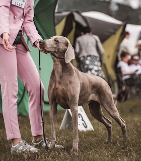 Weimaraner dog standing in show position on grass with handler beside it at outdoor dog show
