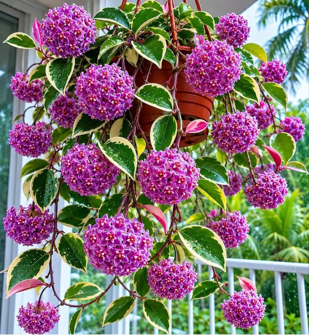Purple ball-shaped flowers in hanging basket with variegated foliage
