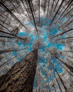Forest Canopy Looking Up