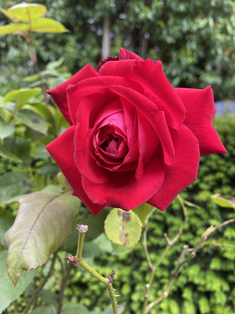 Close-up of a red rose flower with green leaves in a garden
