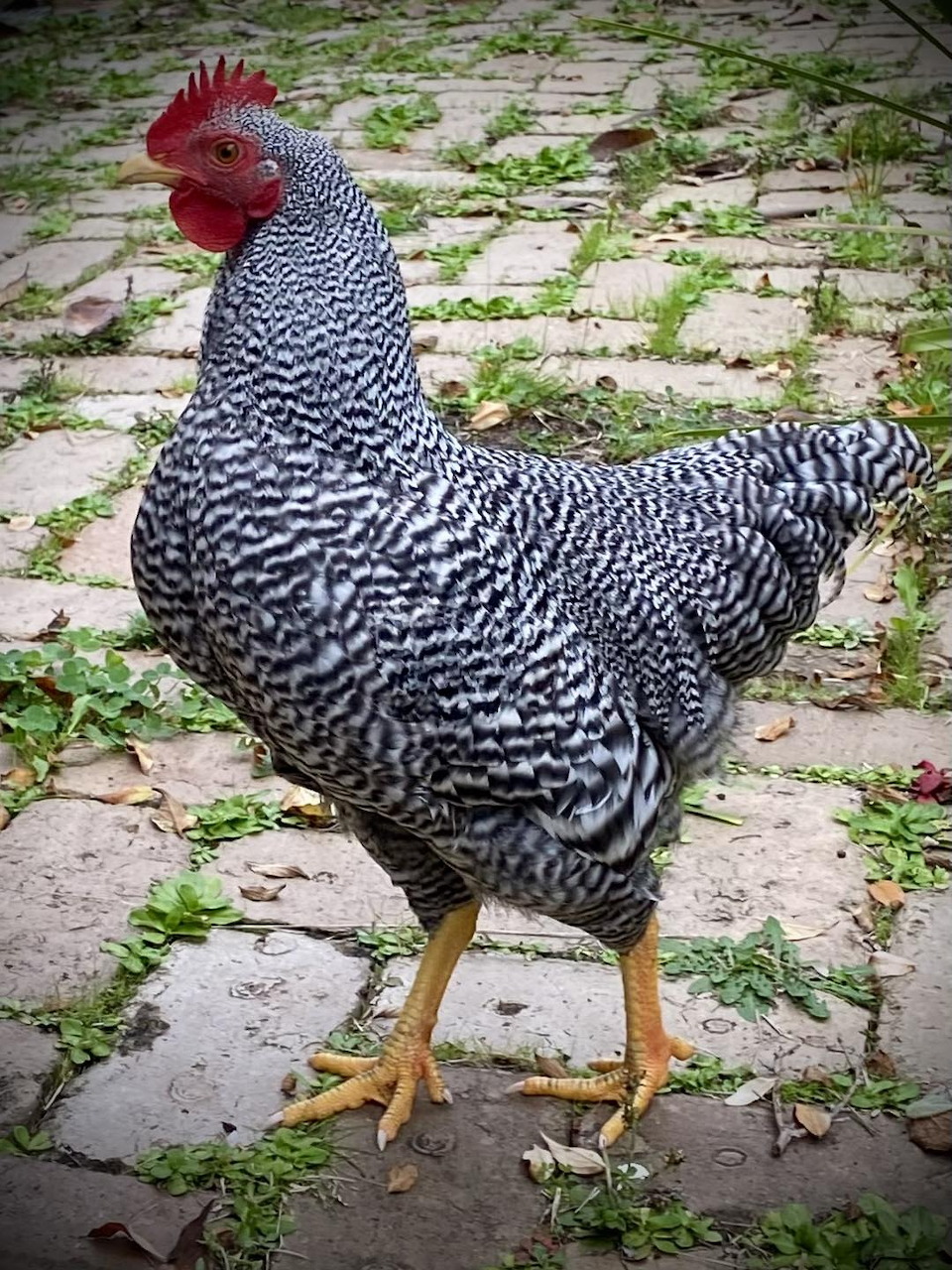 Black and white barred roster with red comb standing on a brick path with weds