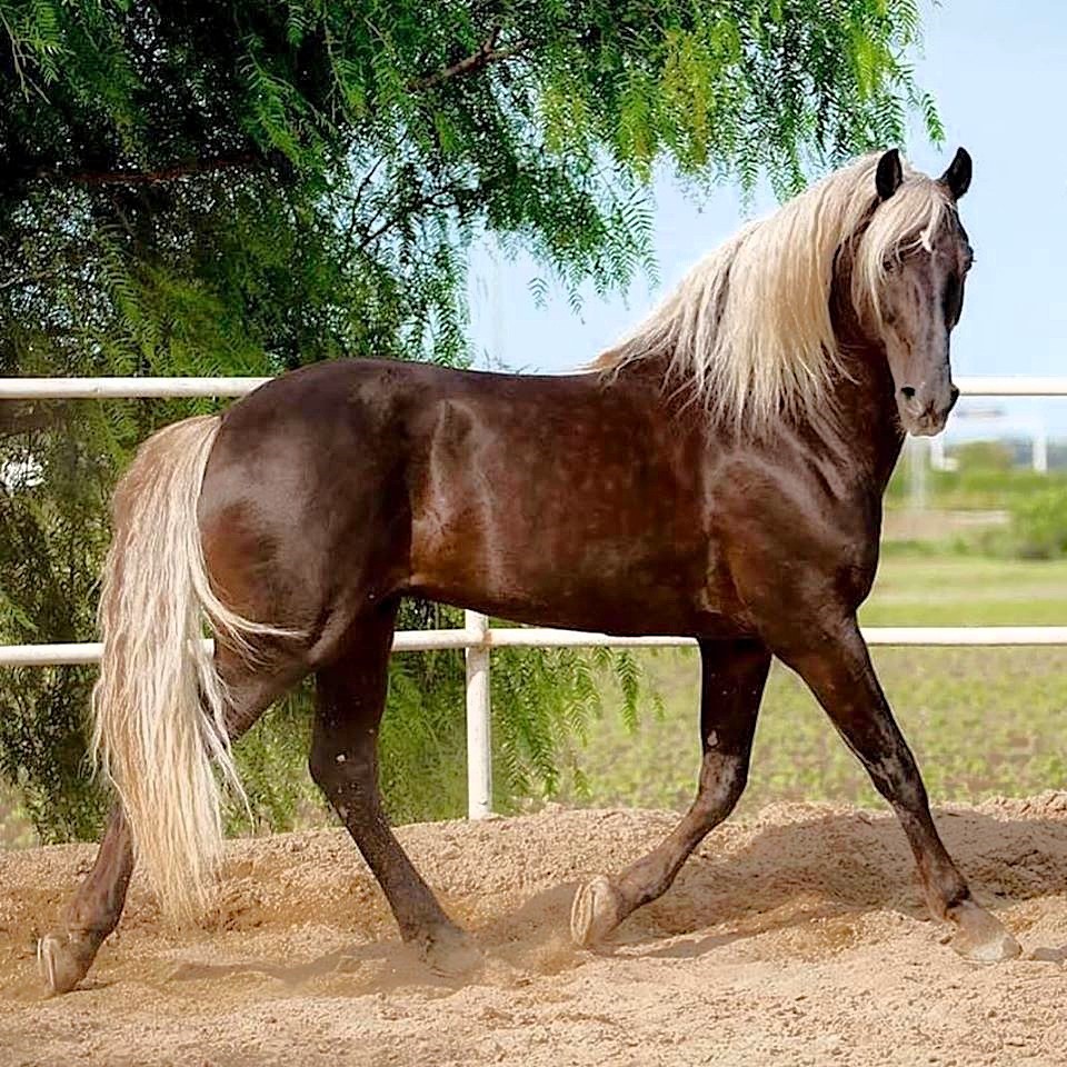 Brown Rocky Mountain Horse with long blonde mane trotting in sandy paddock