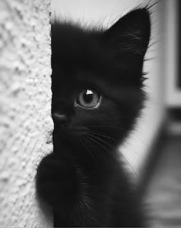 Black kitten peeking from behind a textured wall in a black-and-white close-up