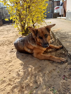 German Shepherd dog lying on sand with yellow flowers and buildings behind