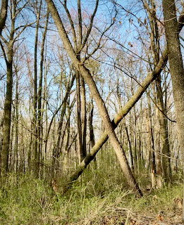 Leafless trees in a dense forest with green undergrowth under a blue sky