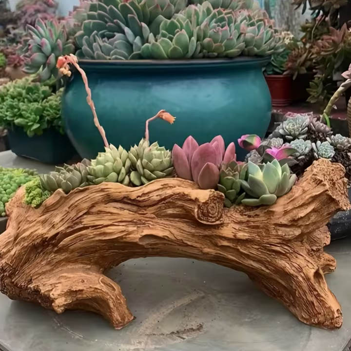 Succulents in Driftwood Planter