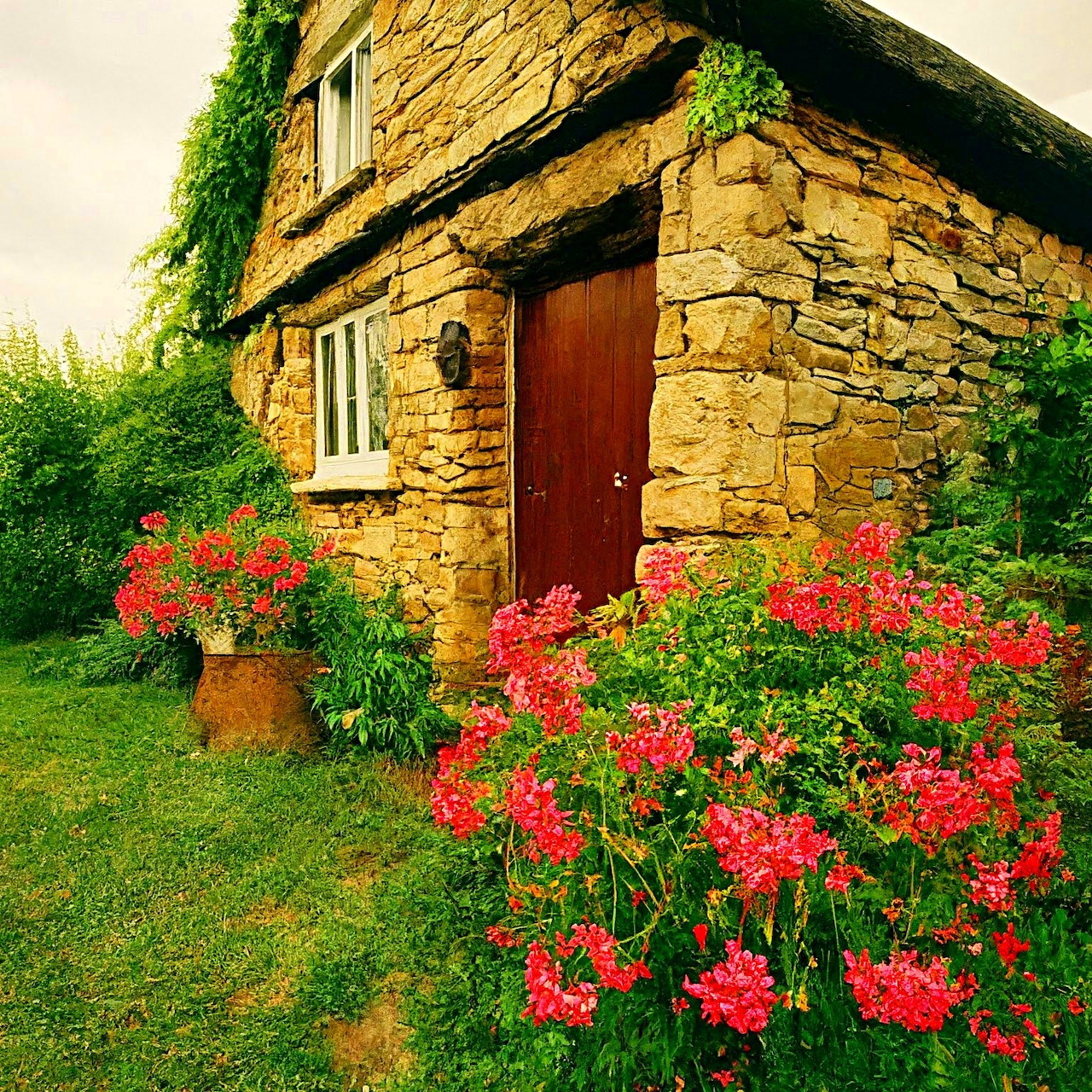 Stone cottage with red geranium flowers blooming in front garden and ivy climbing walls
