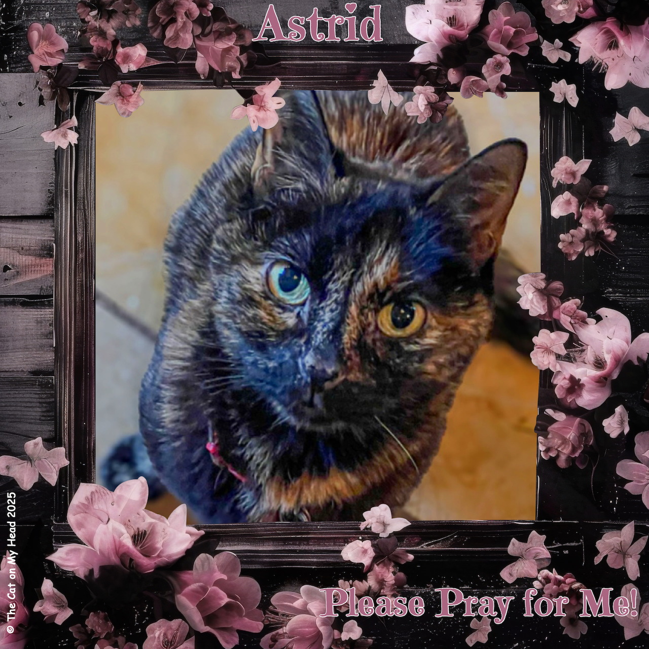 Tortoiseshell cat with blue-green eyes in ornate frame with pink flowers