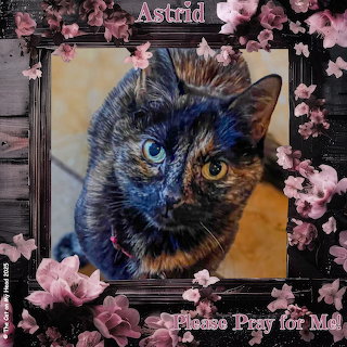 Tortoiseshell Cat Portrait