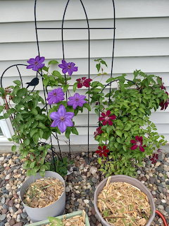 Purple and red clematis flowers climbing black metal trellis next to a house with poted plants below