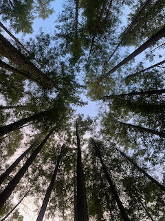 Tree Tops Looking Up