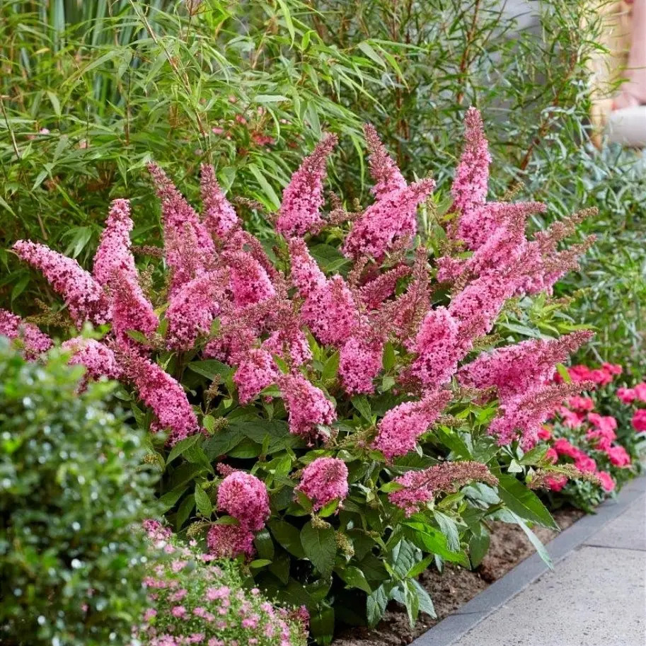 Pink buddleia bush blooming in a garden bed beside a paved walkway