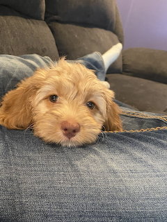 Golden pupy resting chin on person's denim-clad leg on a gray couch