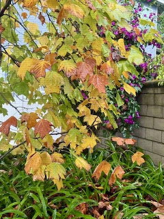 Autumn Leaves After Rain