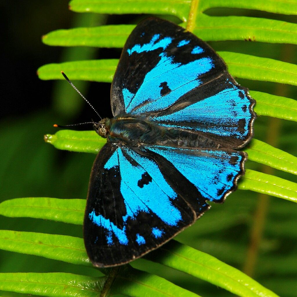 Blue and black butterfly perched on green fern leaves