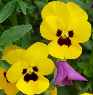 Close-up of yellow pansy flowers with dark centers among green leaves